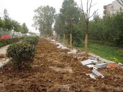 天津綠化養護施工單位與城市綠化管理 綠色城市的守護者