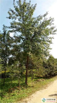 深耕綠色事業(yè)，吉林實(shí)驗(yàn)綠化集團(tuán)北京通州二分公司 從苗木到城市的全鏈條服務(wù)